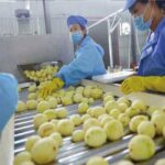 picking potatoes in making potato chips