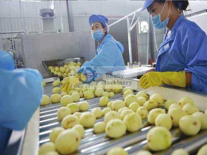 picking potatoes in making potato chips